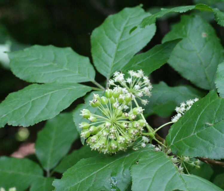 Semillas de ginseng siberiano (Eleutherococcus senticosus)