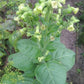 Wild Tobacco Seeds (Nicotiana rustica)