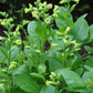 Wild Tobacco Seeds (Nicotiana rustica)