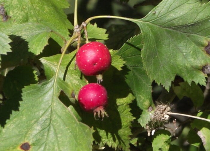 Downy Hawthorn · 1