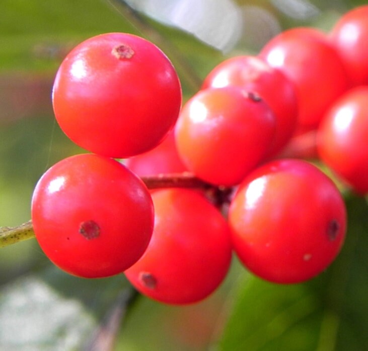 Winterberry Seeds