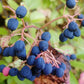 Wild Raisin Seeds