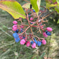 Wild Raisin Seeds