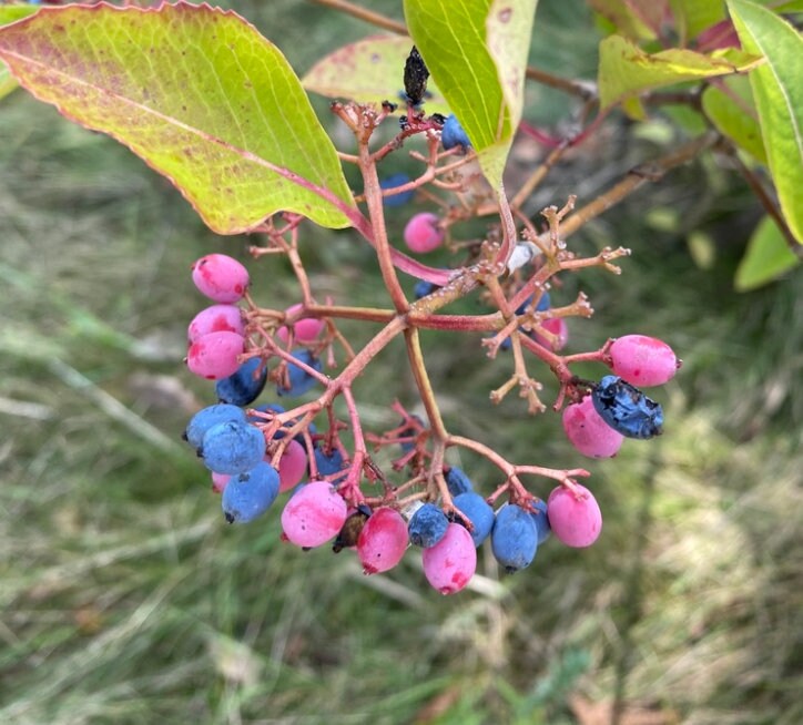 Wild Raisin Seeds