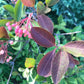 Wild Raisin Seeds