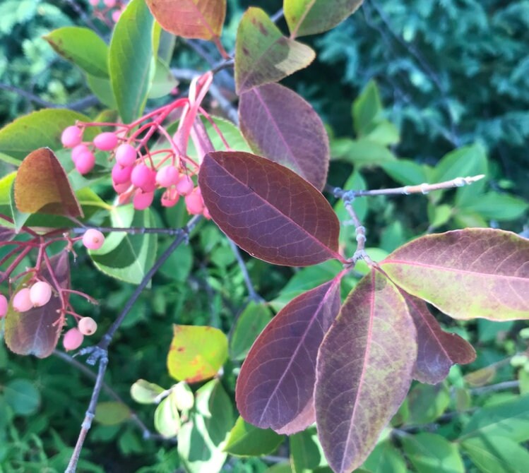 Wild Raisin Seeds