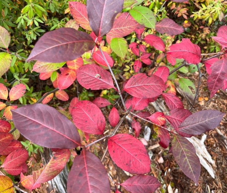 Wild Raisin Seeds