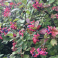 Wild Raisin Seeds
