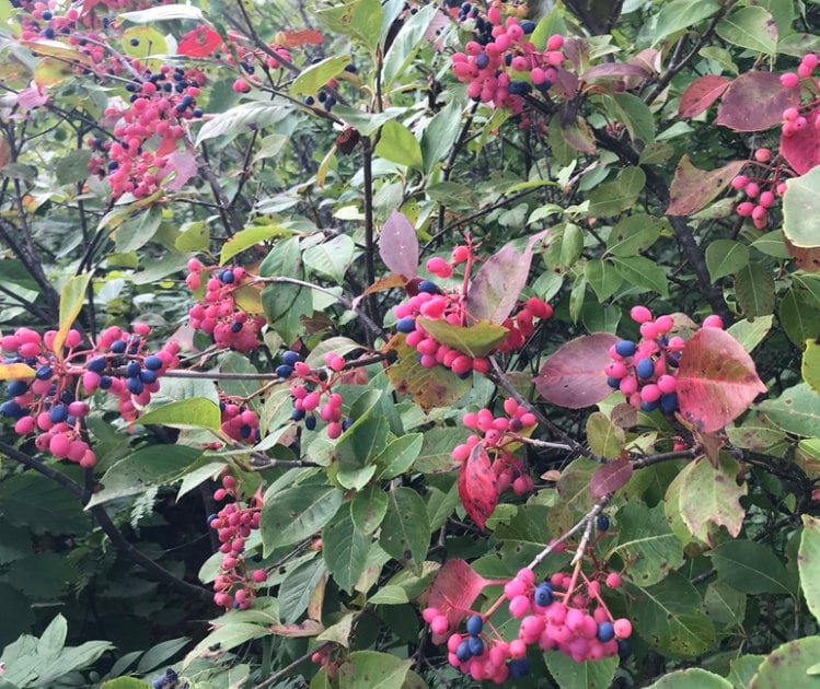 Wild Raisin Seeds