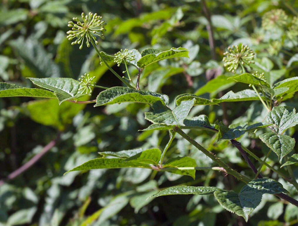 Semillas de ginseng siberiano (Eleutherococcus senticosus)