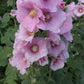 Hollyhock Seeds