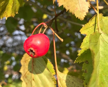Downy Hawthorn · 3