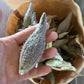 Common Milkweed Seeds