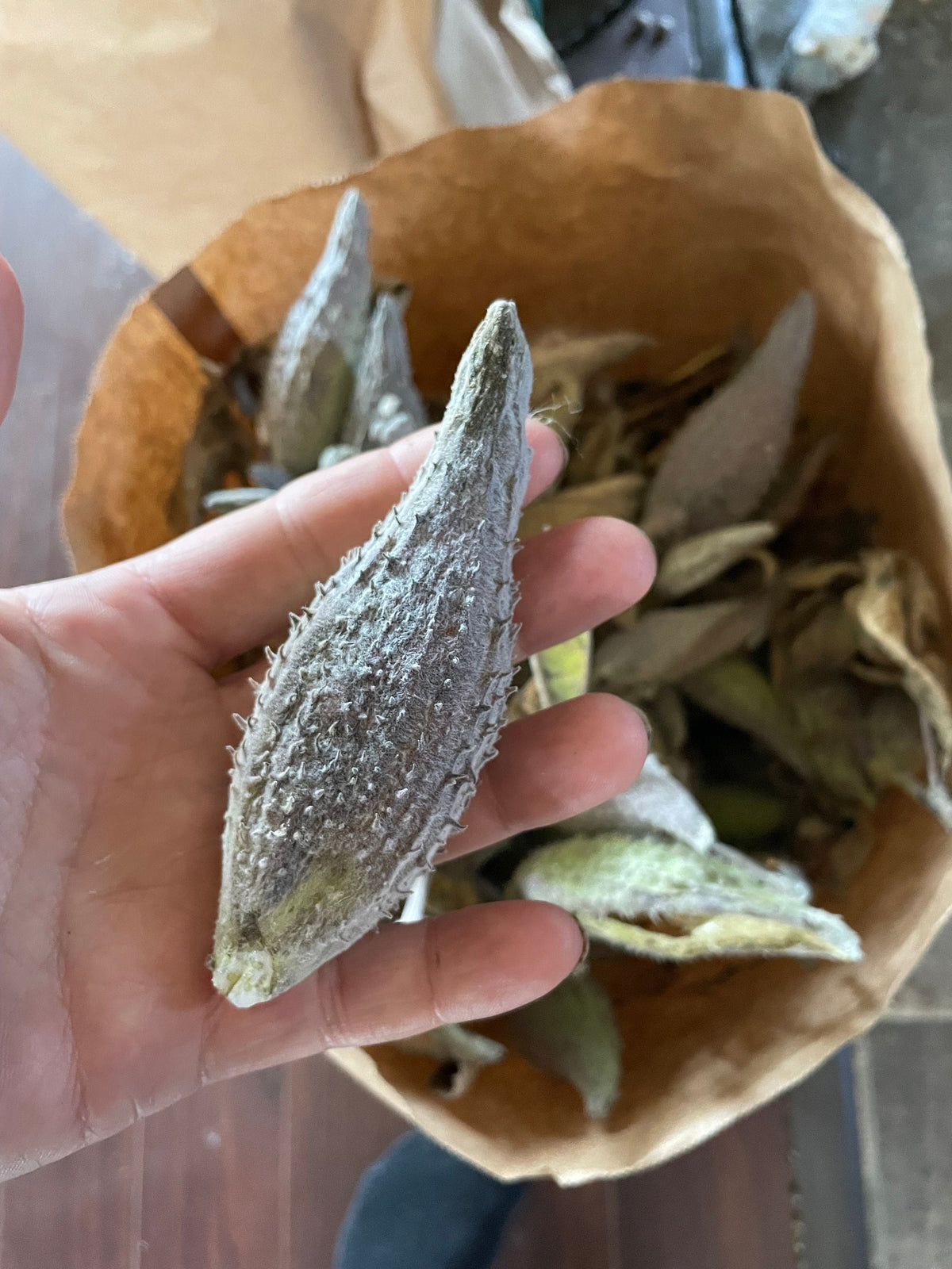 Common Milkweed Seeds