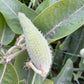 Common Milkweed, mature plant detail