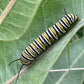 Common Milkweed Seeds