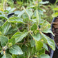 Holy Basil (Tulsi) Seeds