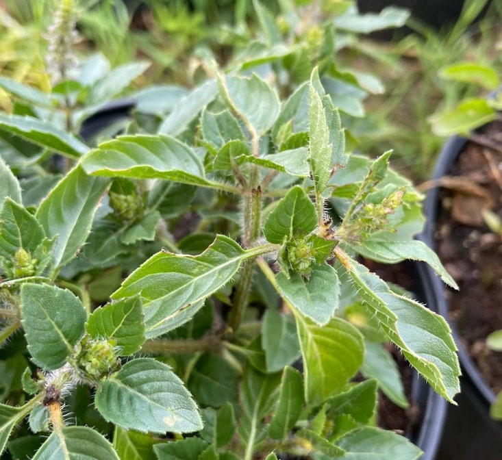 Holy Basil (Tulsi) Seeds