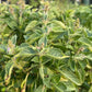 Holy Basil (Tulsi) Seeds