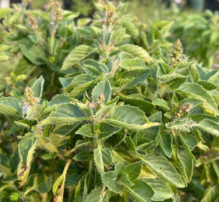 Holy Basil (Tulsi) Seeds