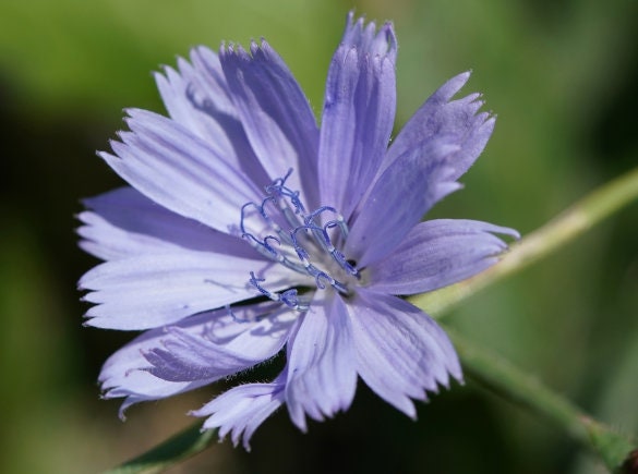 Polanowicka Coffee Chicory Seeds