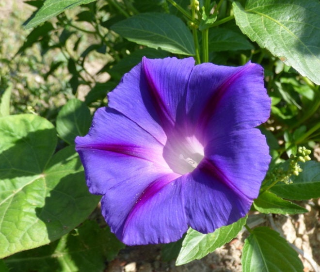 Morning Glory Seeds