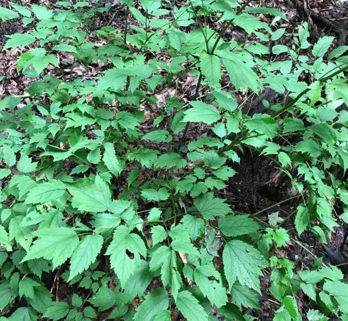 Black Cohosh Seeds