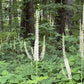 Black Cohosh Seeds