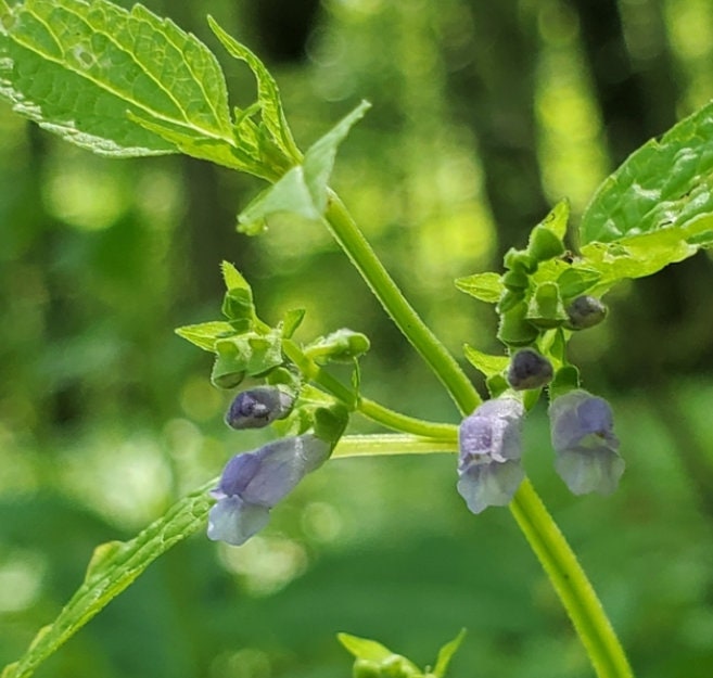 American Skullcap Seeds