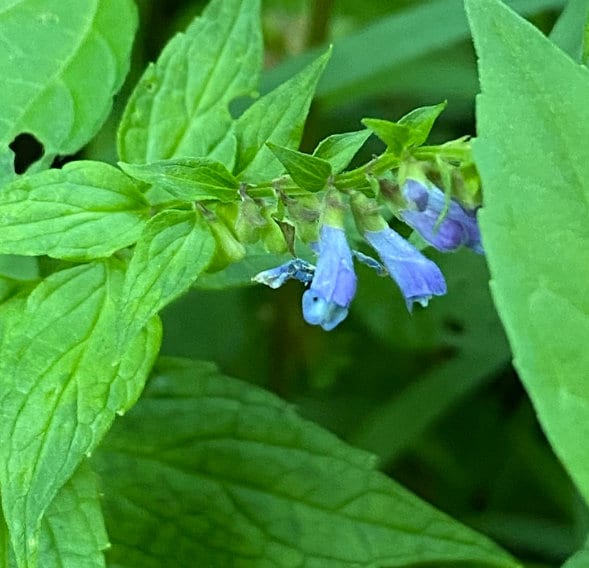 American Skullcap Seeds