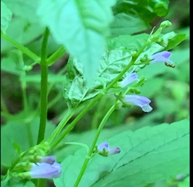 American Skullcap Seeds