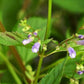 American Skullcap Seeds