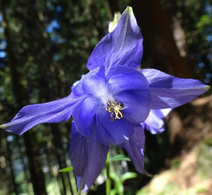 European Columbine Seeds