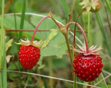 Semillas de fresa silvestre