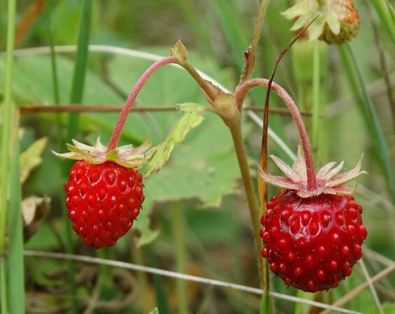 Wild Strawberry Seeds
