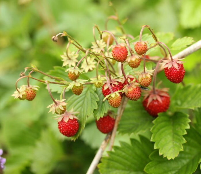 Wild Strawberry Seeds