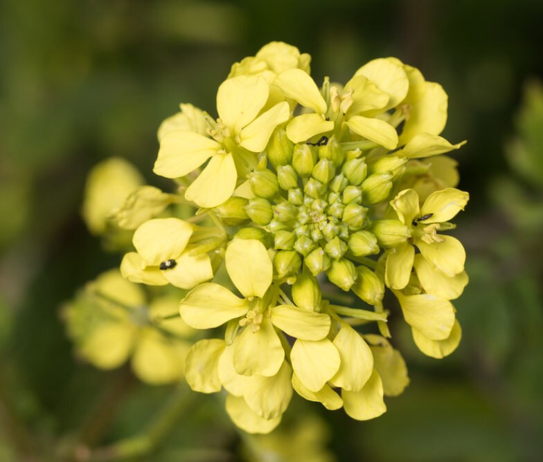 White Mustard Seeds