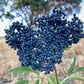 Blue Elderberry Seeds