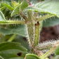 Holy Basil (Tulsi) Seeds