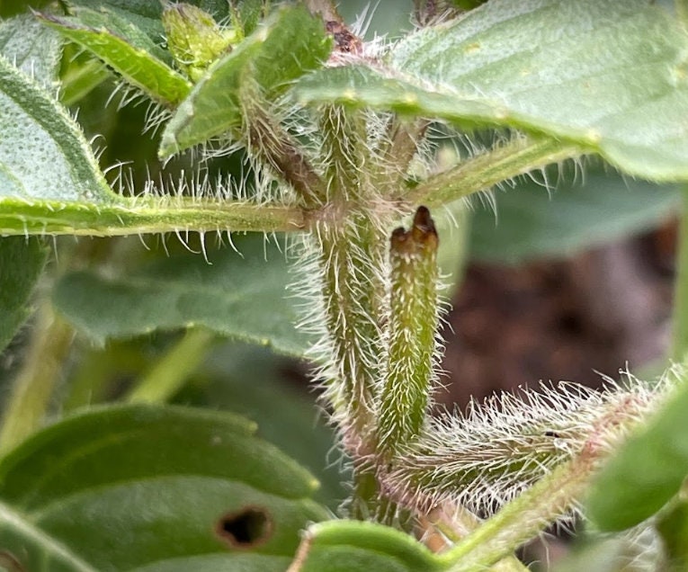 Holy Basil (Tulsi) Seeds