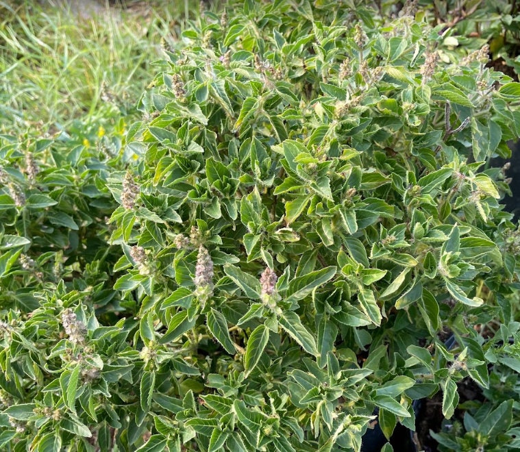 Holy Basil (Tulsi) Seeds