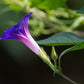 Morning Glory Seeds