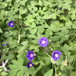 Morning Glory Seeds