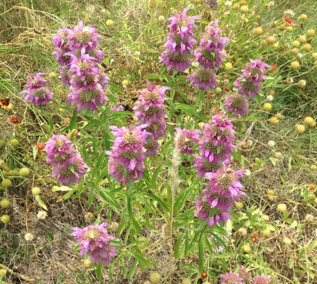 Lemon Bergamot Seeds