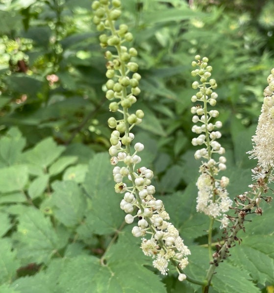 Black Cohosh Seeds
