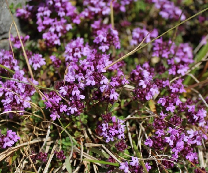 Wild Thyme Seeds