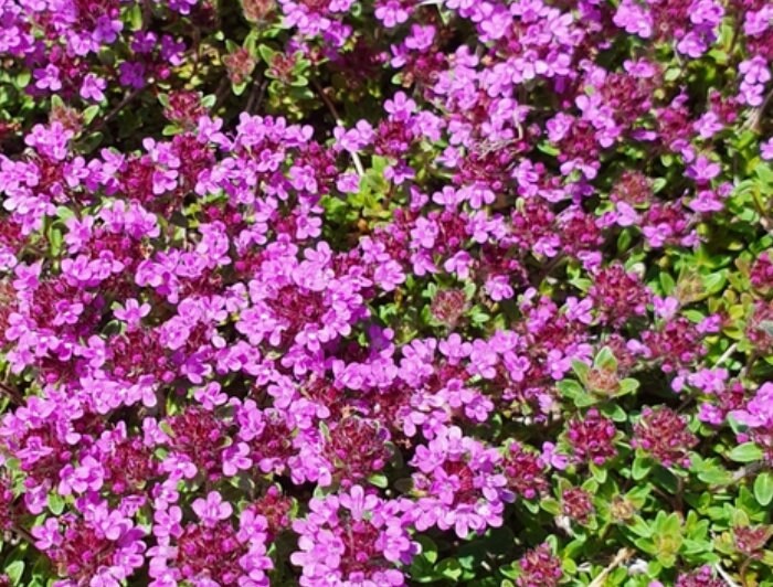 Wild Thyme Seeds