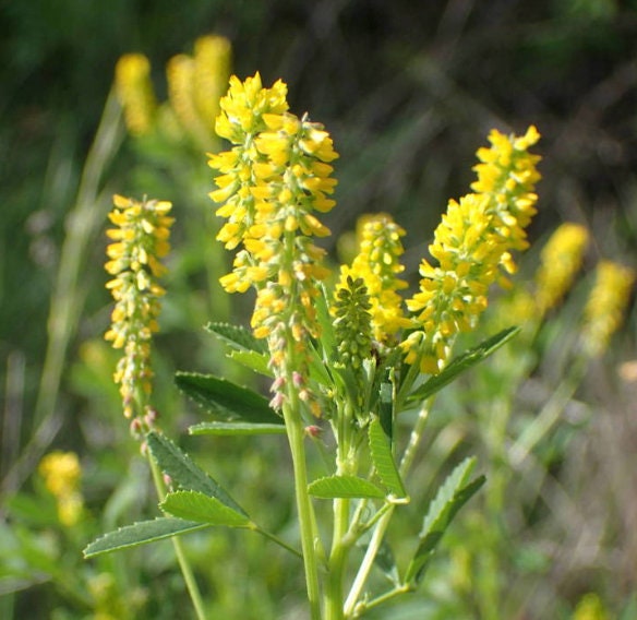 Yellow Sweet Clover Seeds