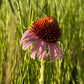 Narrow Leaved Coneflower Seeds