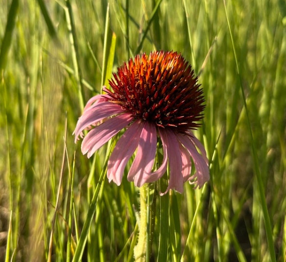 Narrow Leaved Coneflower Seeds